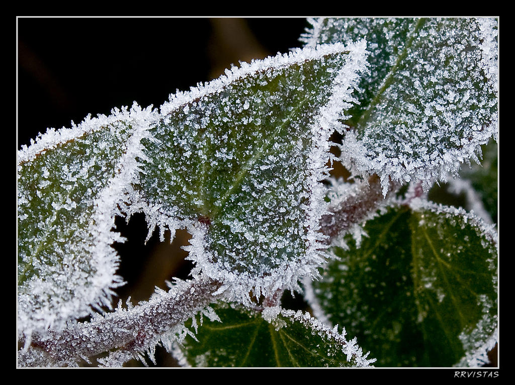 ice leaves detail
