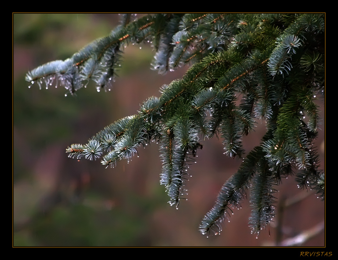 Raindrops