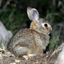 baby cotton-tail rabbit
