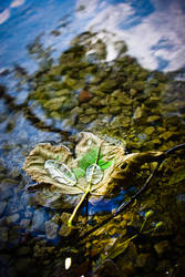 Fallen Leaf drowning