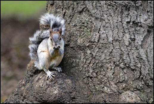 Mexico squirrel, Chapultepec park2