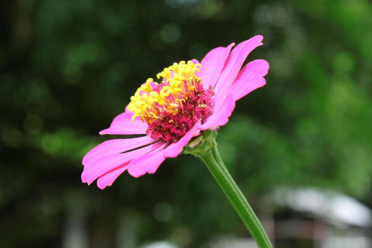 Zinnia