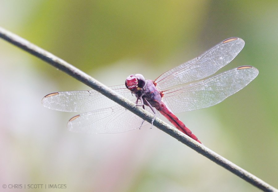 red stinger