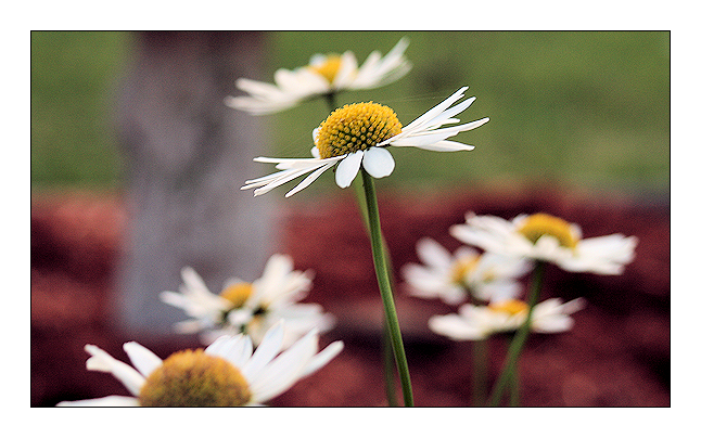 Daisies 4