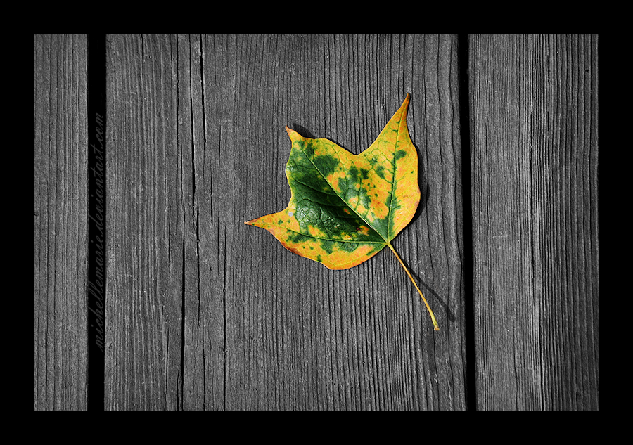 Fallen Leaf