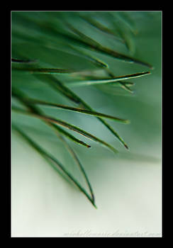 Pine Needles