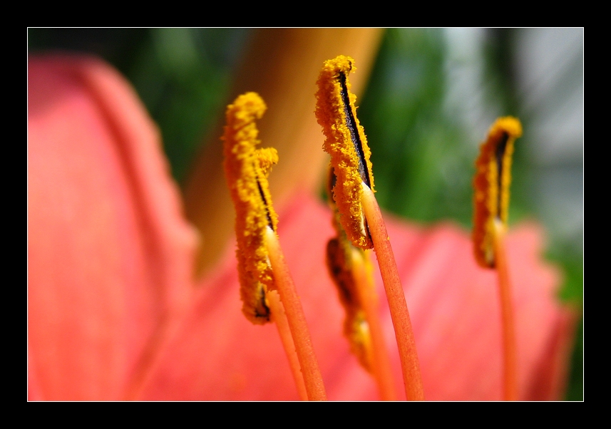 Stamen 2