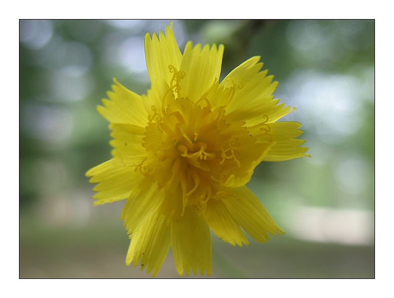 Yellow flower 4