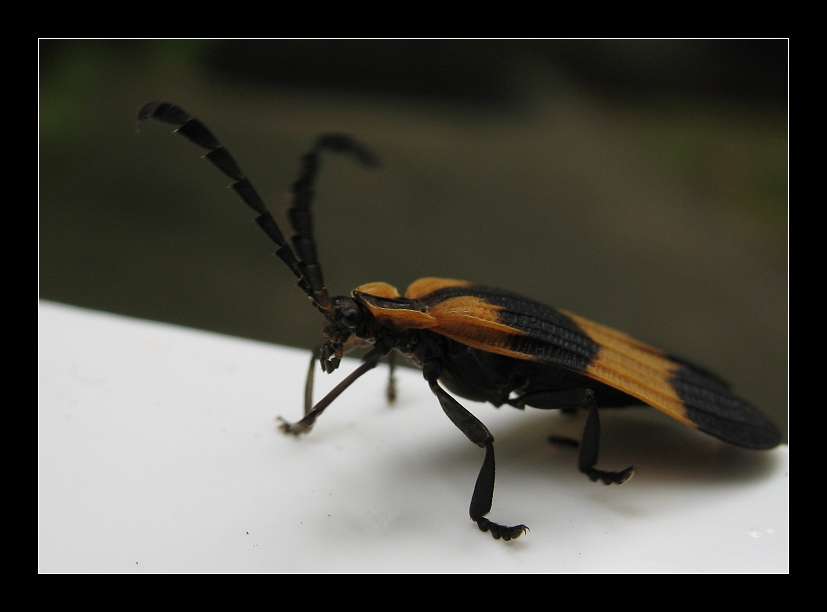 Insect 2