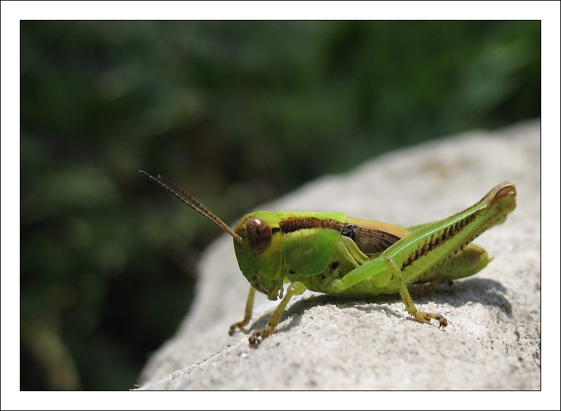 Grasshopper 2