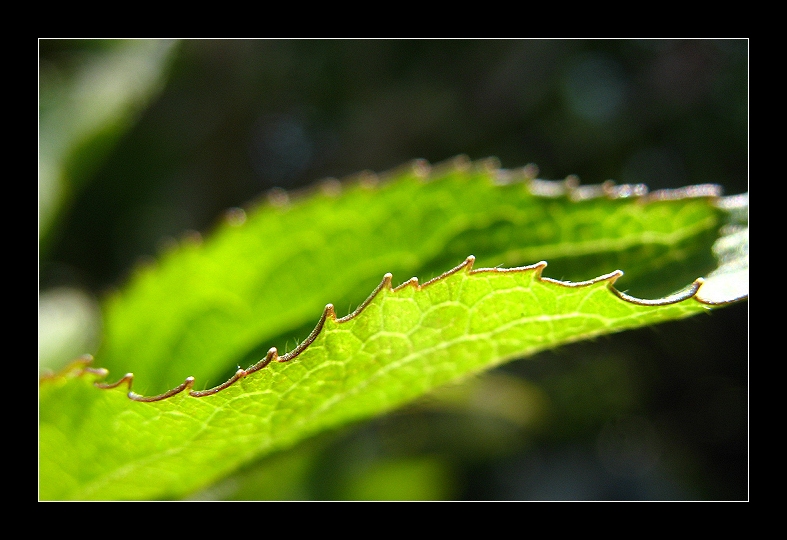 Leaf