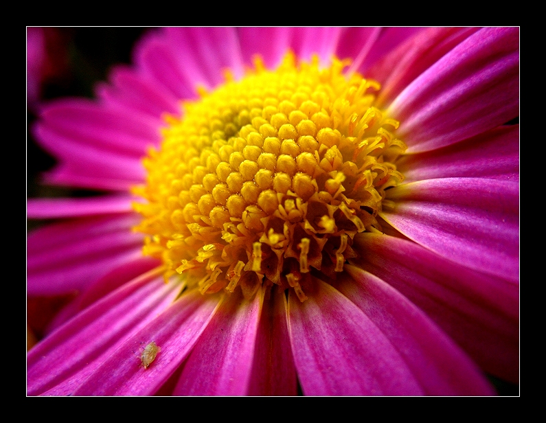 Pink and yellow flower