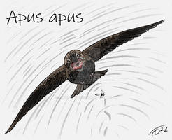 Birds of Siberia - Apus apus