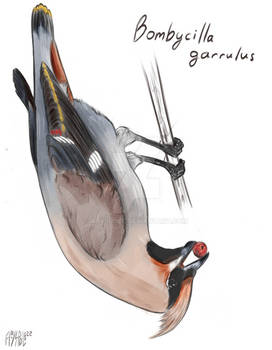 Birds of Siberia - Bombycilla garrulus