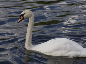 Swan