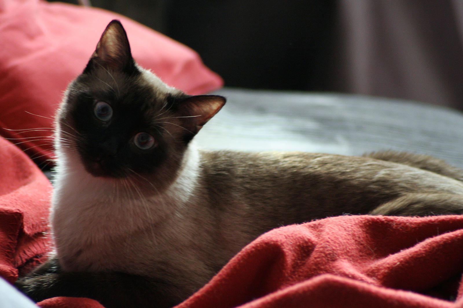 My siamese cat Fonzy