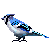 Free Icon - Blue Jay