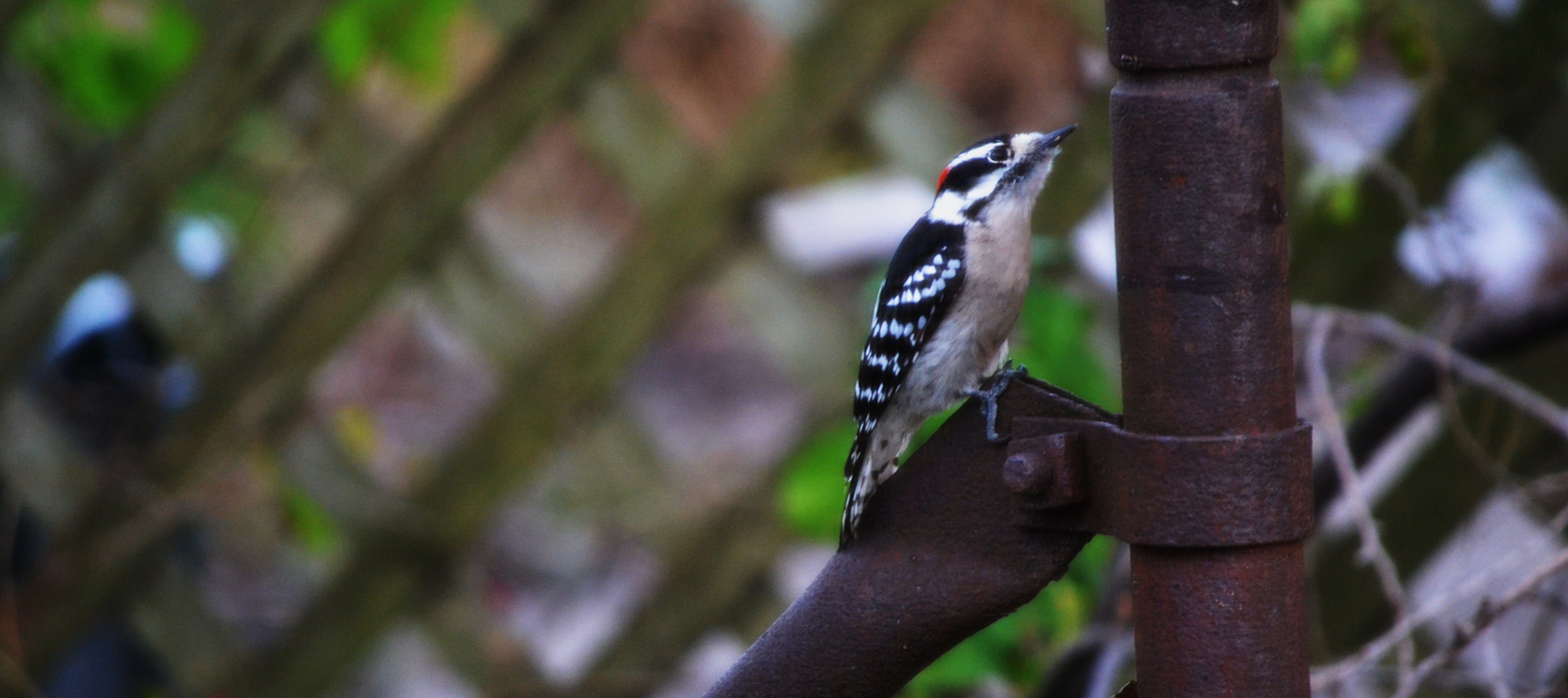 Woodpecker II