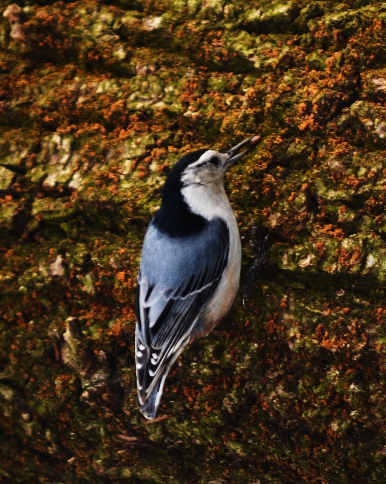 White-breasted Nuthatch 1