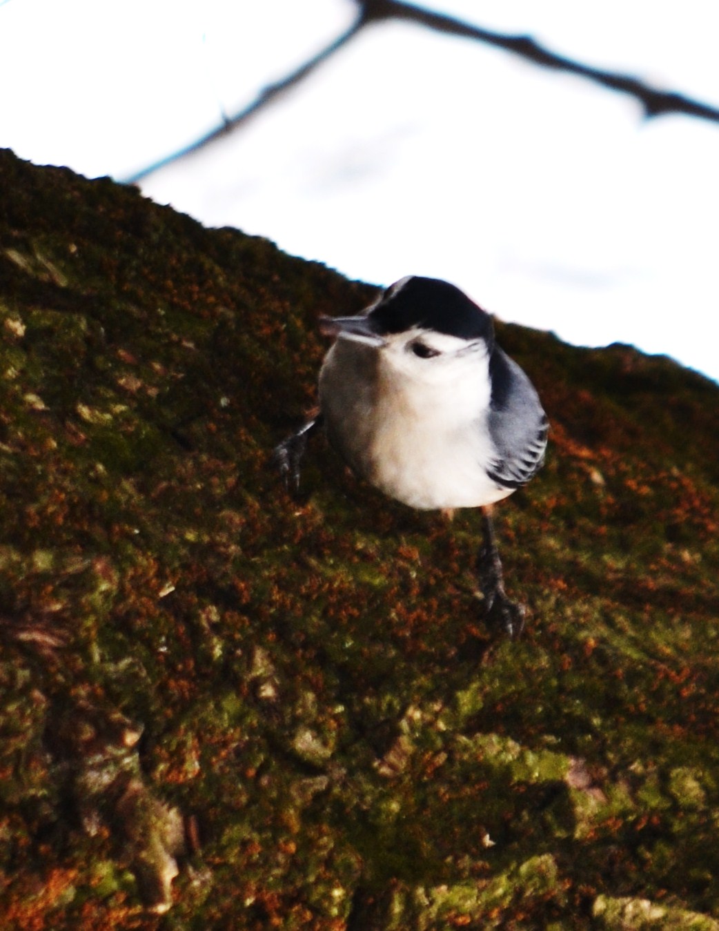 White-breasted Nuthatch 3