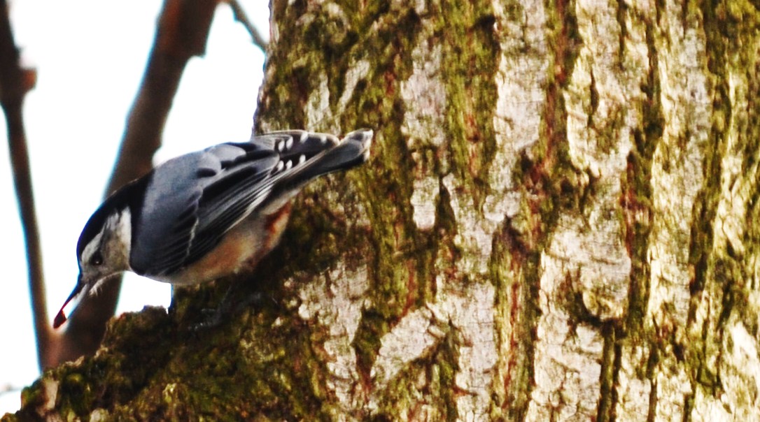 White-breasted Nuthatch 6