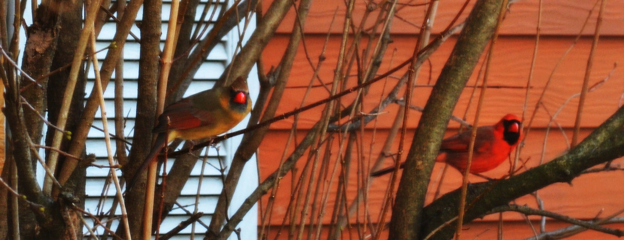 Cardinal Couple 3