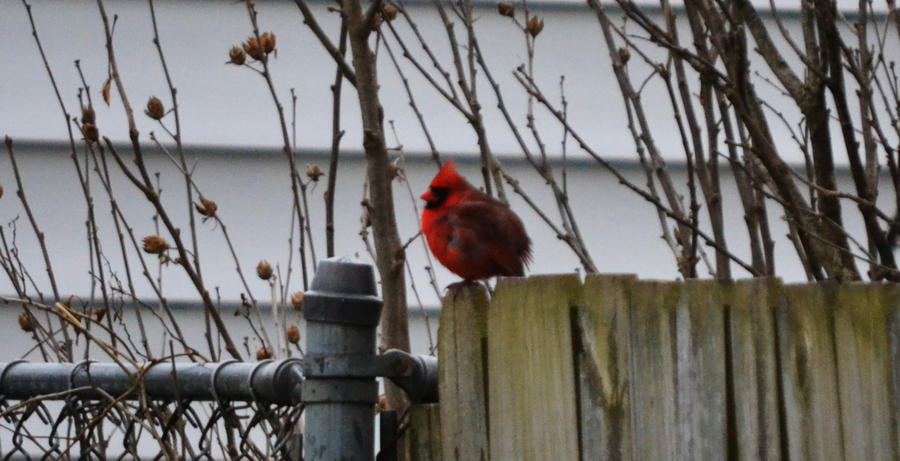 Cardinal IV