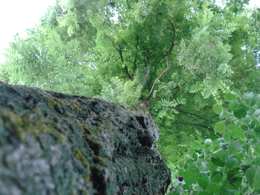 Orc Tree Orc tree by HerrDesign on DeviantArt