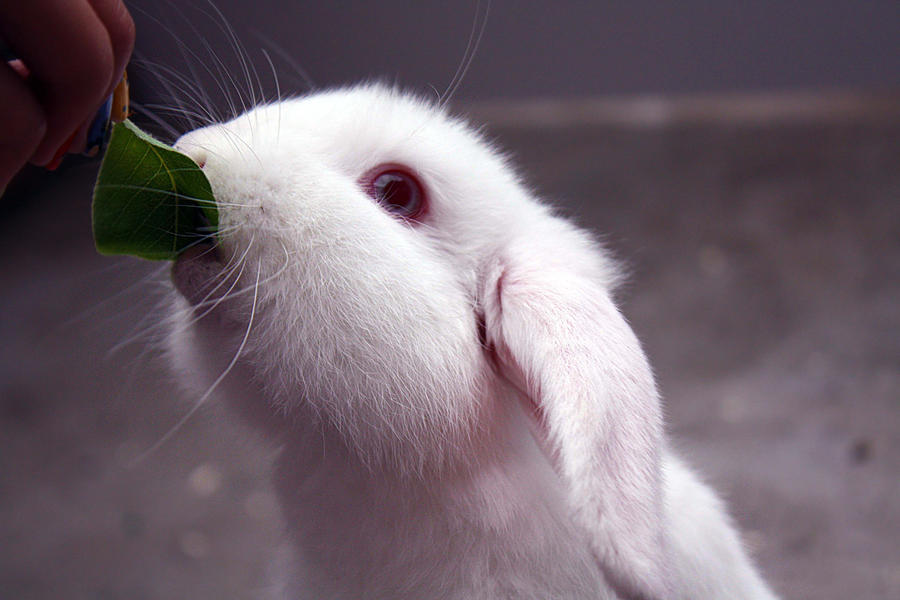 Miffy by PirateShrooms on DeviantArt