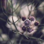 .:Fractal Nature:. by DanCrystalis