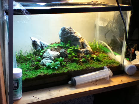 Untitled Nano Aquascape