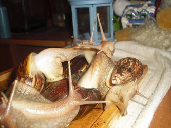 Snail---snails