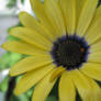 Yellow Daisy 1