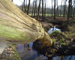 Tree over water