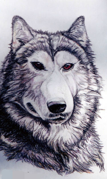 Wolf