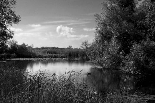 Duffin's Marsh