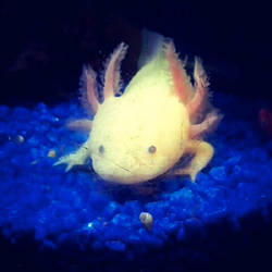 Axolotl