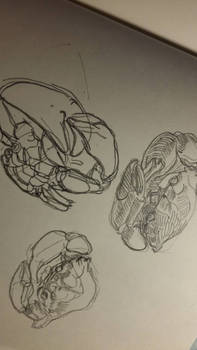 Crab sketch 