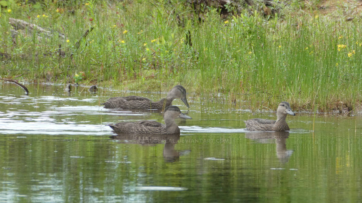 Duck family digging for food by claudereal on DeviantArt