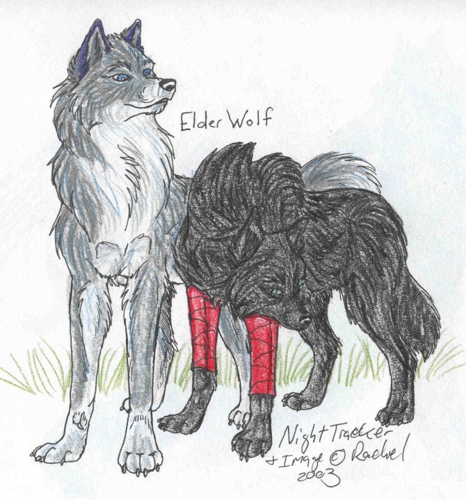 Elder Wolf