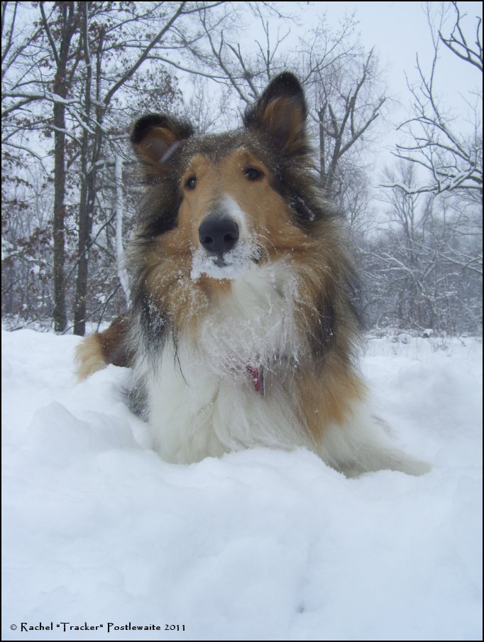 Snow Dog