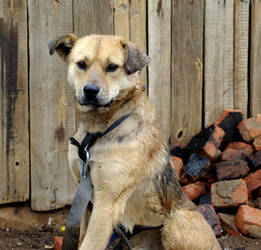 Guard Dog of Mandalgovi