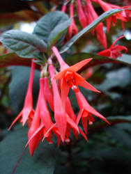 Fuschia