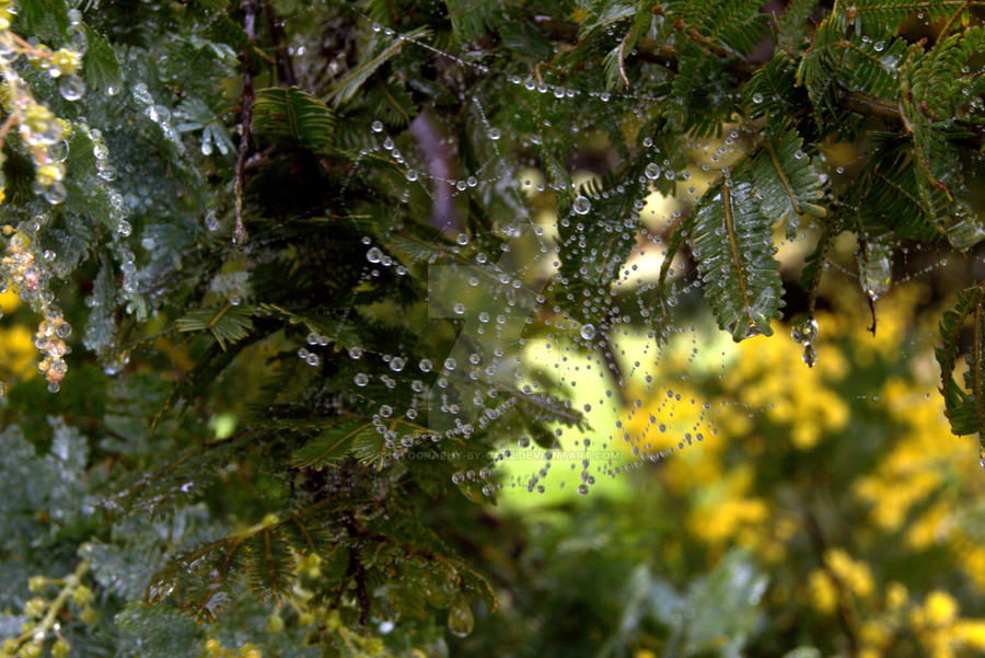 Dewdrops on Web