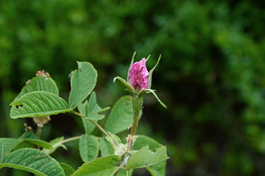 Pink Flower 2