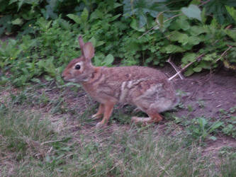 Rabbit in the night