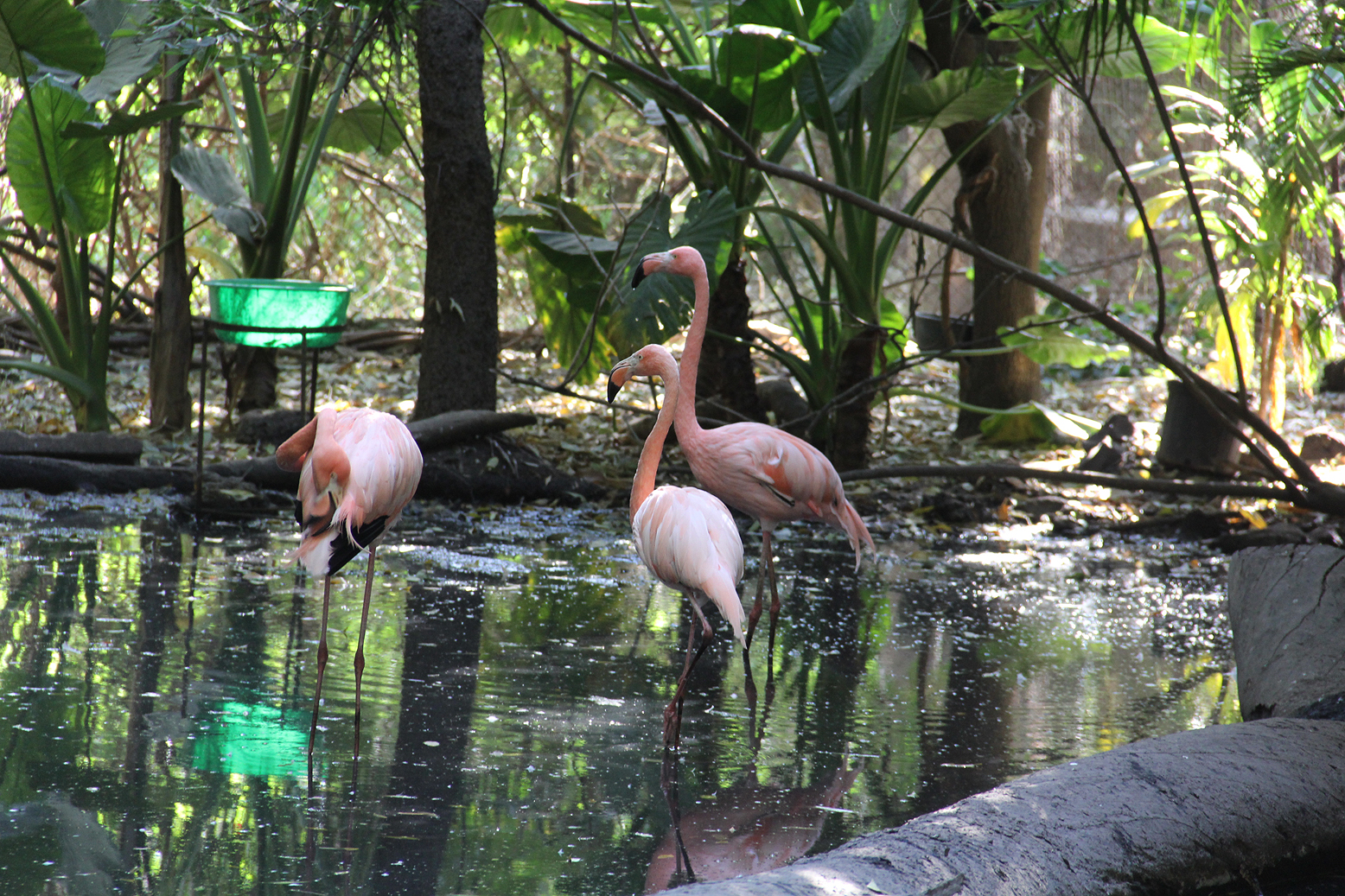 Flamingo's oasis