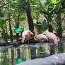 Beauties in pink!