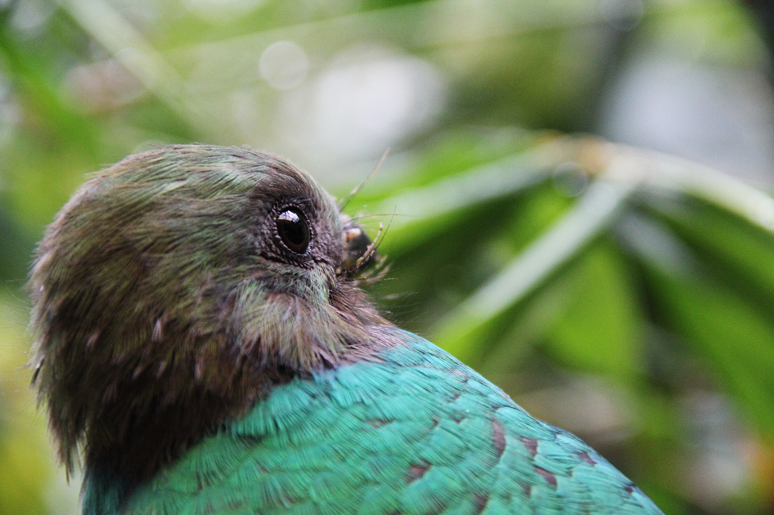 Female Quetzal pt 2