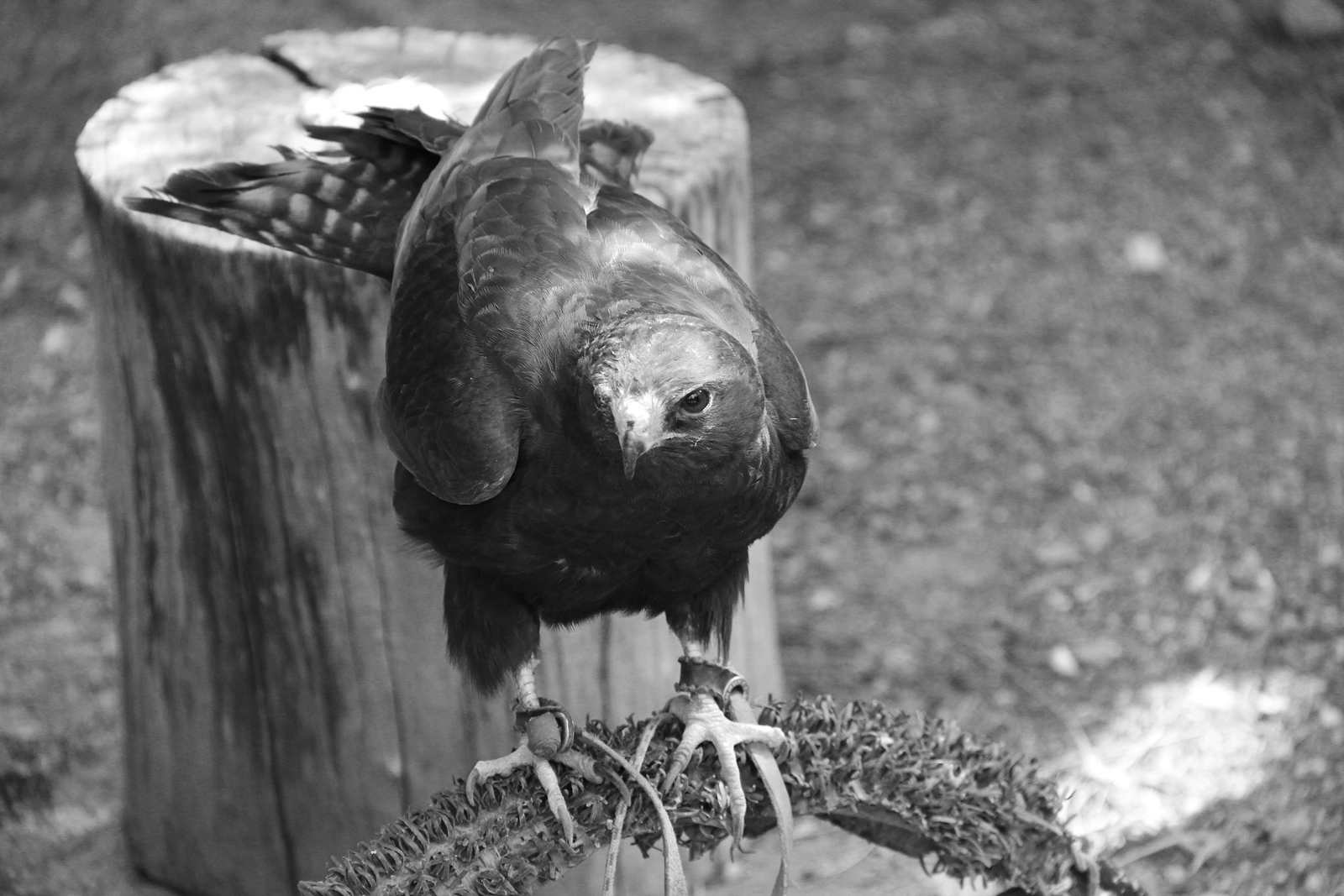 Rangi, Short-Tailed Hawk